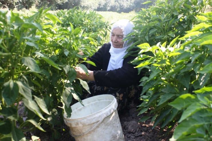 Diyarbakırlı Kadınlar, Ektikleri Ürünleri Mezarlık Önünde Satıyor