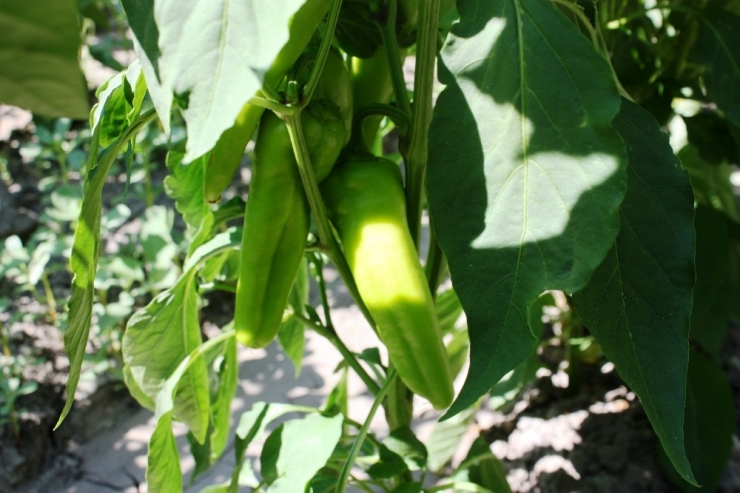 Diyarbakırlı Kadınlar, Ektikleri Ürünleri Mezarlık Önünde Satıyor