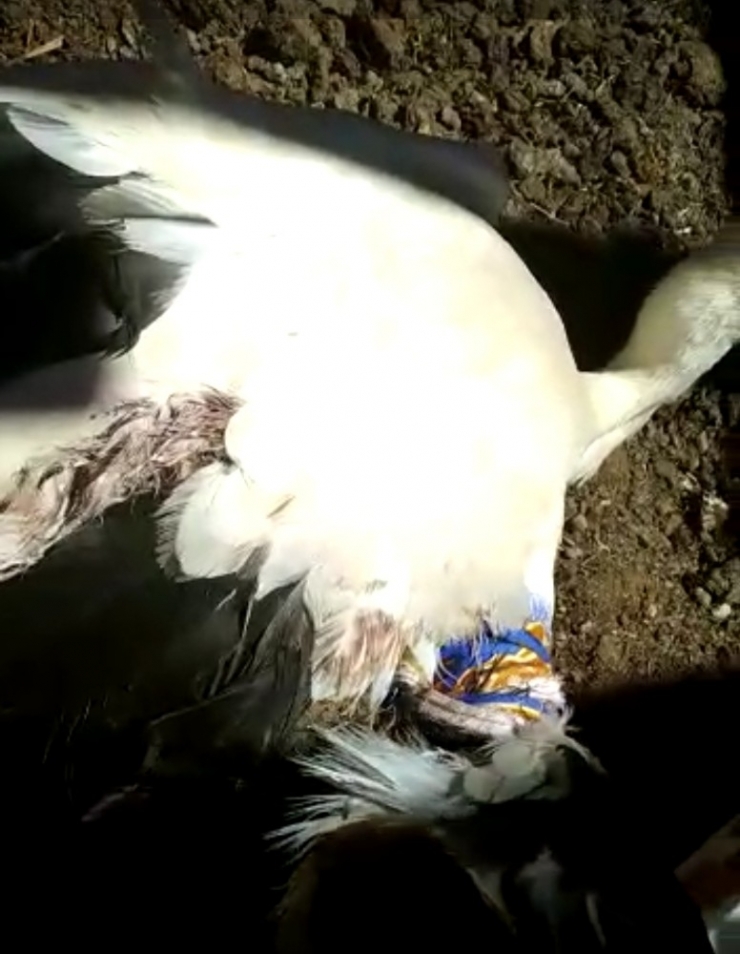 Yaralı Leyleğe Sahip Çıktı