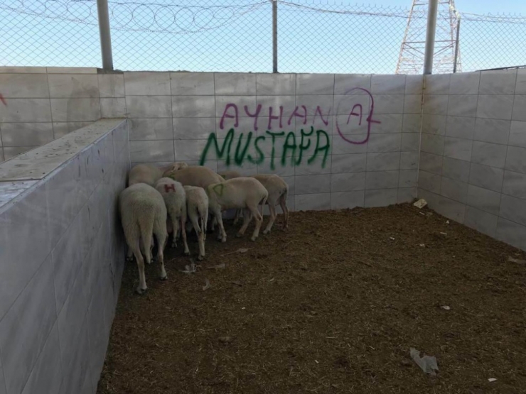 Ereğli Polisi 20 Küçükbaş Hırsızlık Olayını Aydınlattı: 8 Gözaltı