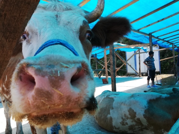 Kurbanlıklar Pazardaki Yerini Almaya Başladı
