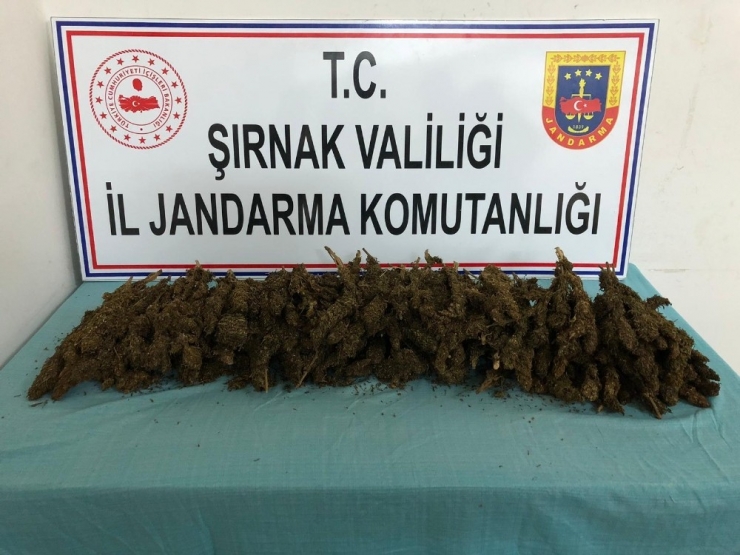 Şırnak’ta 3 Kilo 702 Gram Esrar Ele Geçirildi