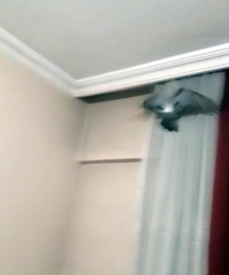 Evde Mahsur Kalan Güvercini İtfaiye Kurtardı