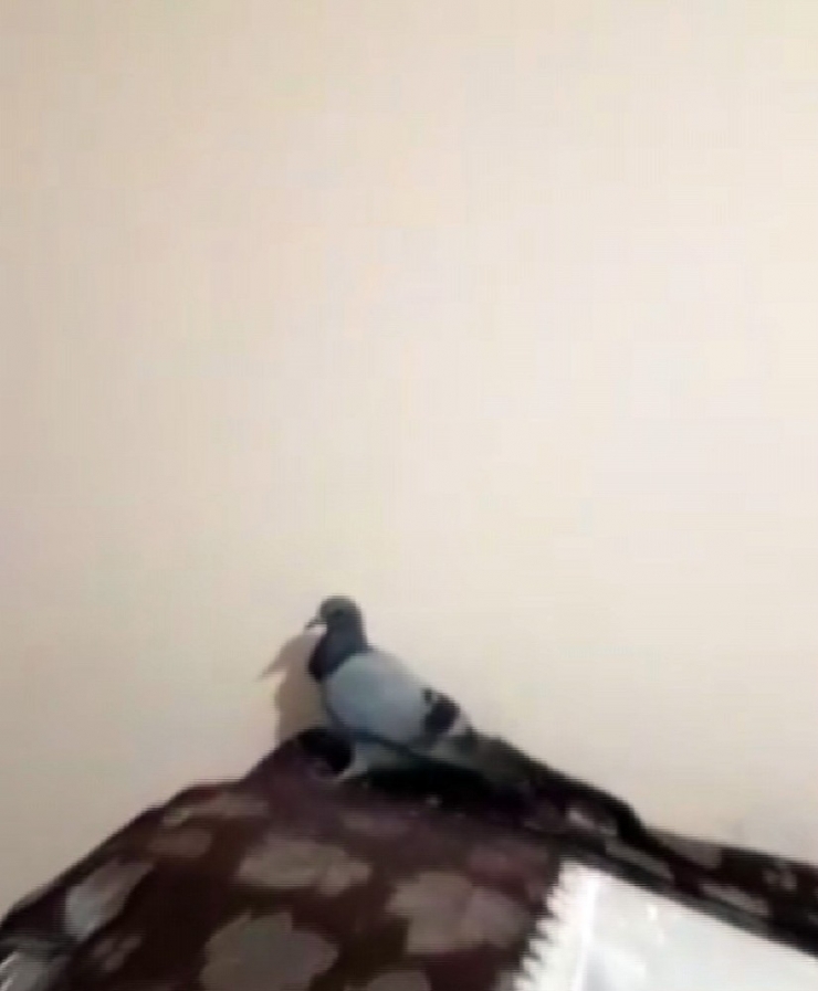Evde Mahsur Kalan Güvercini İtfaiye Kurtardı