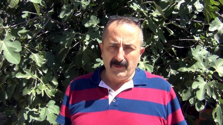 Aracın Çarptığı Vaşak Telef Oldu