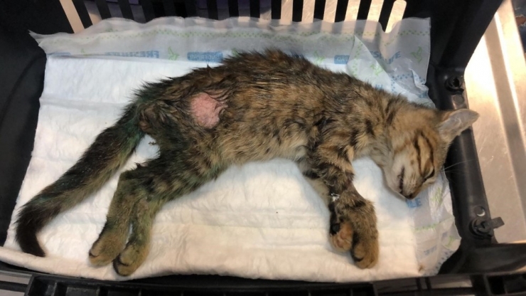 Kediyi Önce Saçmayla Vurdular, Sonra İşkence Ettiler