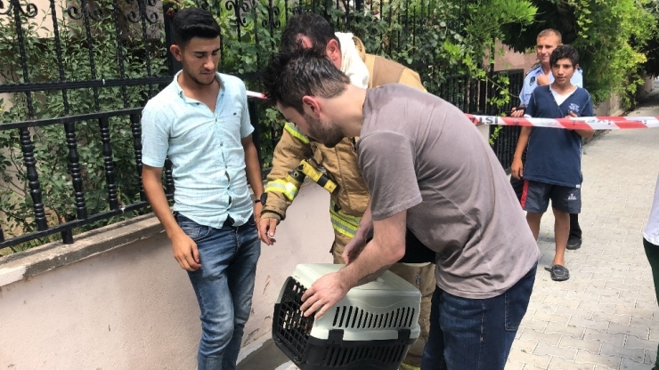 Alevlerin Arasında Kalan Kediyi İtfaiye Böyle Kurtardı