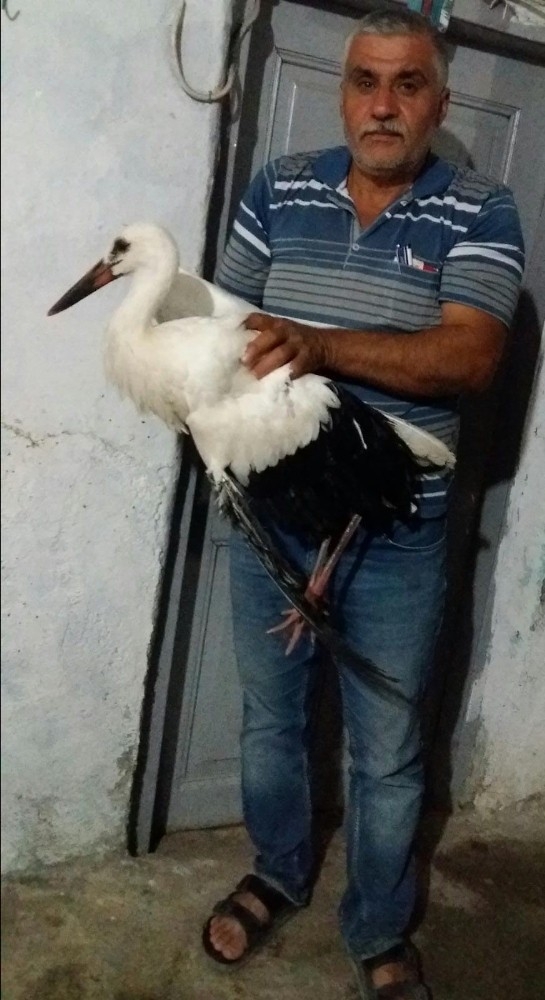 Yaralı Leyleğe Muhtar Sahip Çıktı