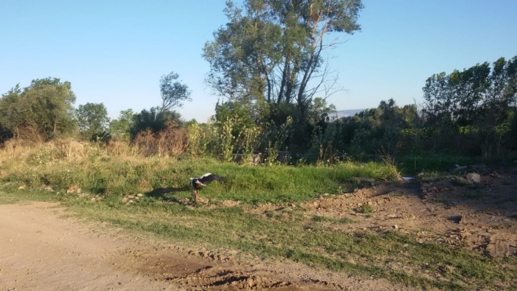 Yaralı Leyleğe Muhtar Sahip Çıktı