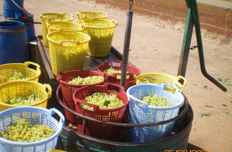 Bakan Pakdemirli: "Çekirdeksiz Kuru Üzüm Üreticisini Mağdur Etmeyeceğiz”