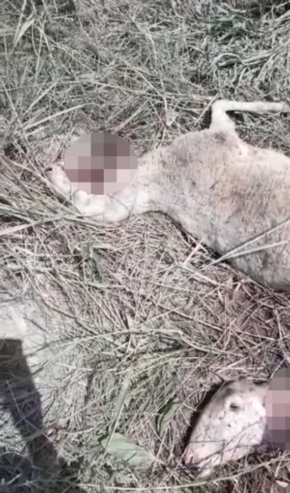 Kurtlar Koyunları Telef Etti