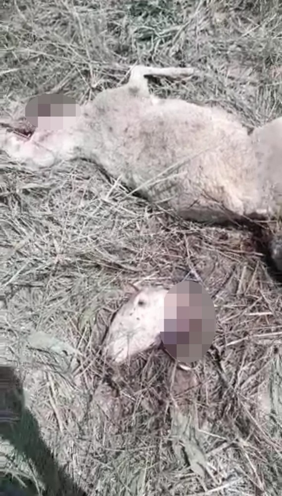 Kurtlar Koyunları Telef Etti