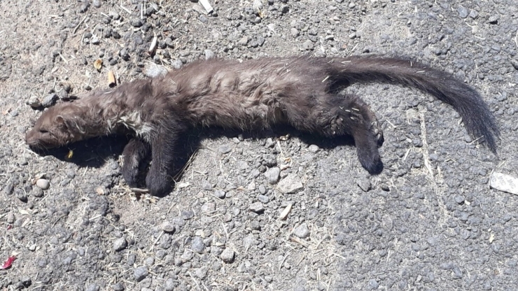 Köpeklerin Saldırdığı Gelincik Telef Oldu