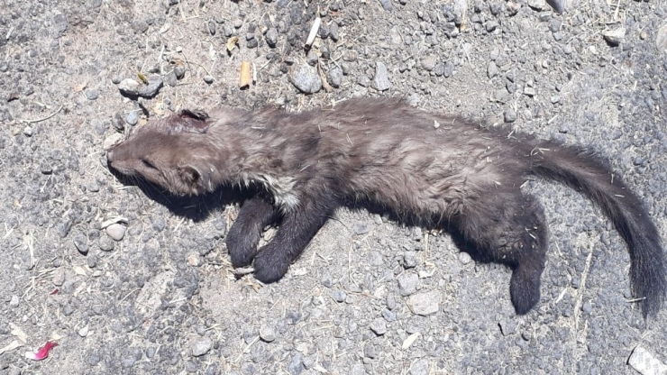 Köpeklerin Saldırdığı Gelincik Telef Oldu