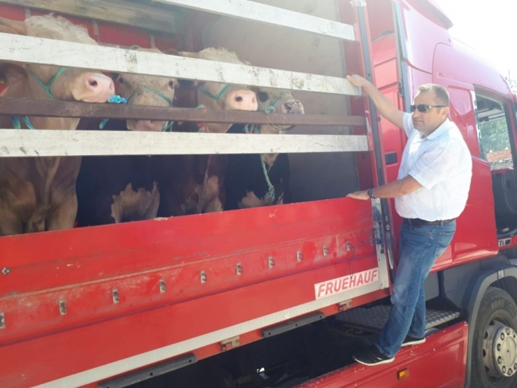Kastamonu’dan Trakya Bölgesine Kurban Sevkiyatları Başladı