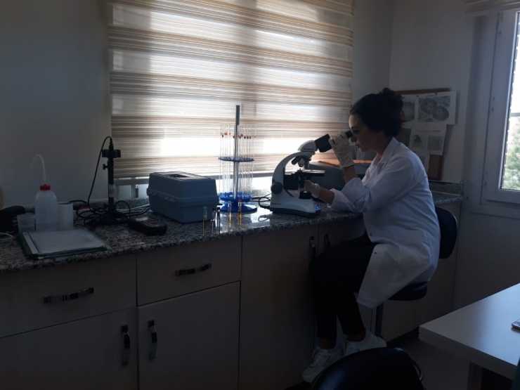 Atıksu Arıtma Tesisi Bırakılan Suda Balık Yaşayabiliyor