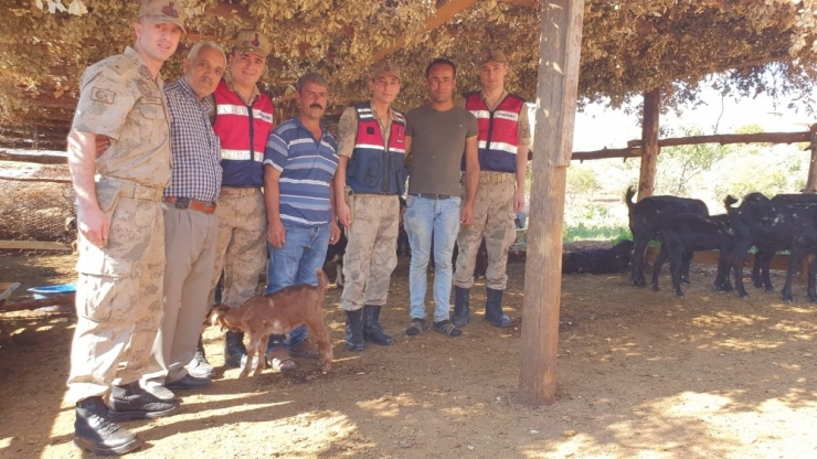 Kaybolan Küçükbaş Hayvanlar Drone Yardımı İle Bulundu