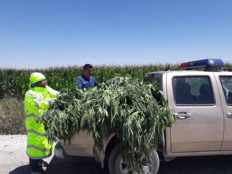 Mısırlar Arasındaki 450 Kök Hint Keneviri Drone İle Tespit Edildi