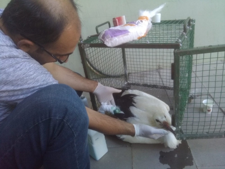 Leylek İçin Seferber Oldular