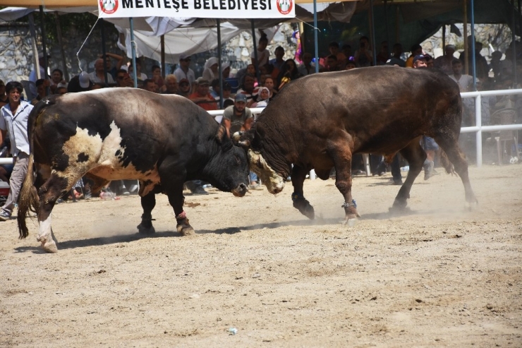 Bayır Boğa Güreşlerinin Geliri Eğitime