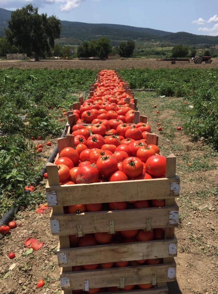Sakarya’da Domates Hasadı Yüz Güldürdü