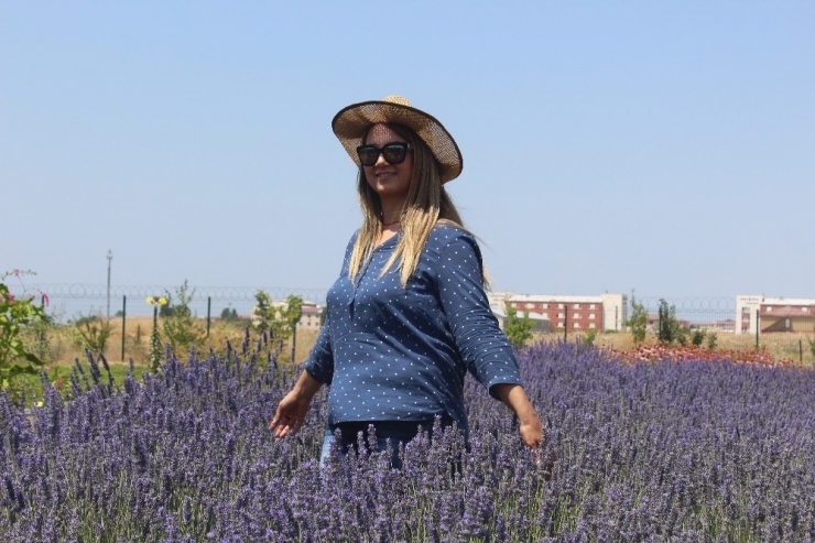 Van Yyü’den Çiftçilere Alternatif Bitki