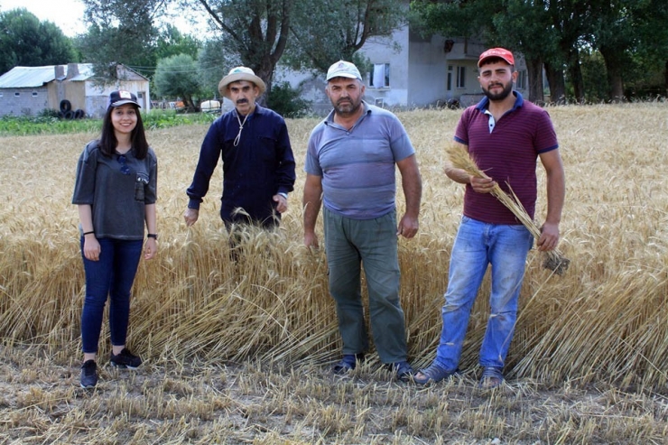 Buğdayda Kullanılan Mikoriza Mantarı İle Verim Yüzde 20 Arttı