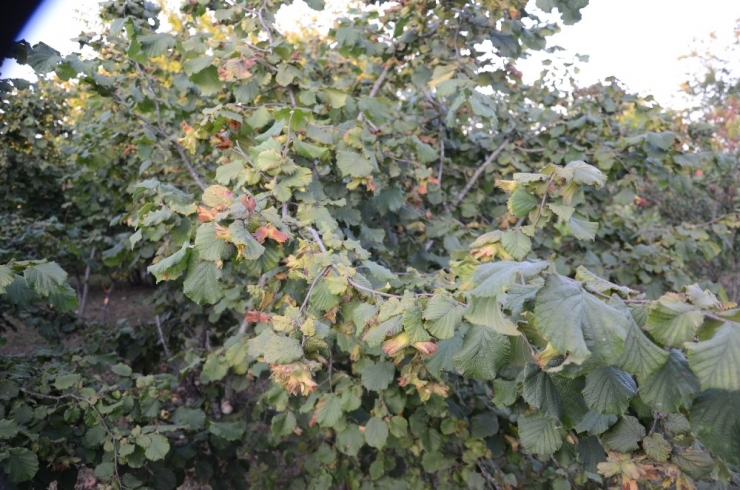 Fındık Toplama Tarihleri Belli Oldu