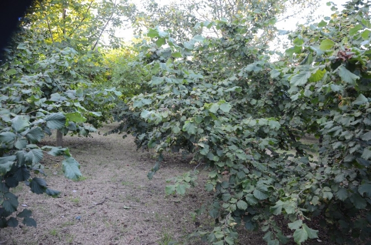 Fındık Toplama Tarihleri Belli Oldu