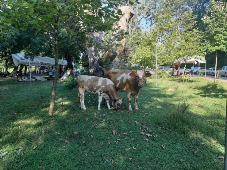 Bakımsız Kent Ormanı Çöplüğe Döndü