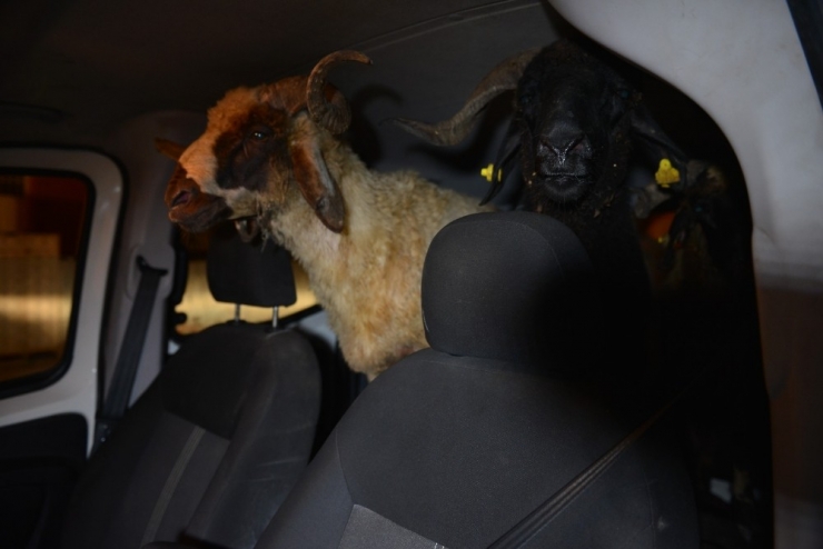 Hırsızlar Polise Yakalanmamak İçin Çaldıkları Koyunları Bırakıp Kaçtı