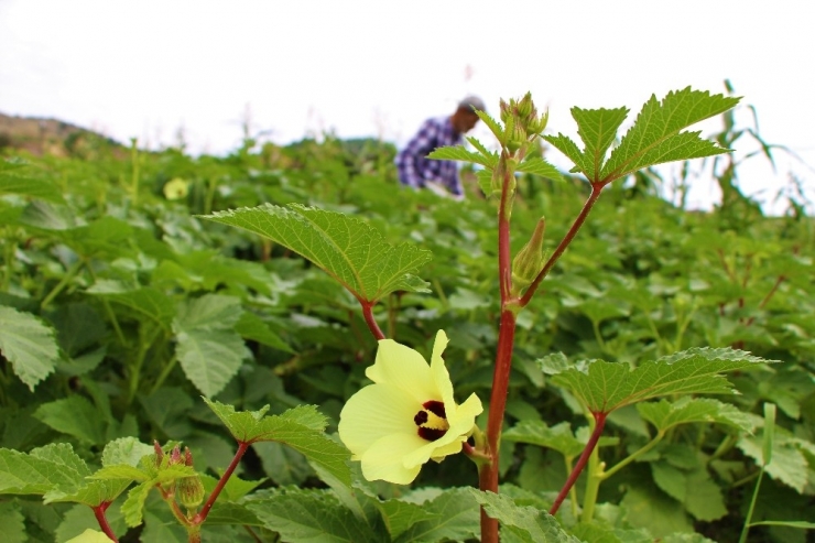 Amasya’nın Tescilli ’Çeyrek Altın’ı: Çiçek Bamyası