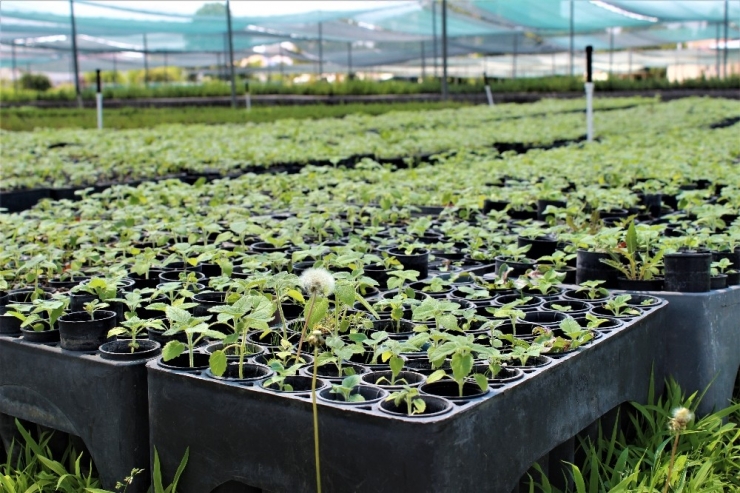 Ormanlar, Kadınların Ellerinden Yeşeriyor