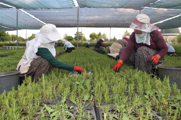 Ormanlar, Kadınların Ellerinden Yeşeriyor