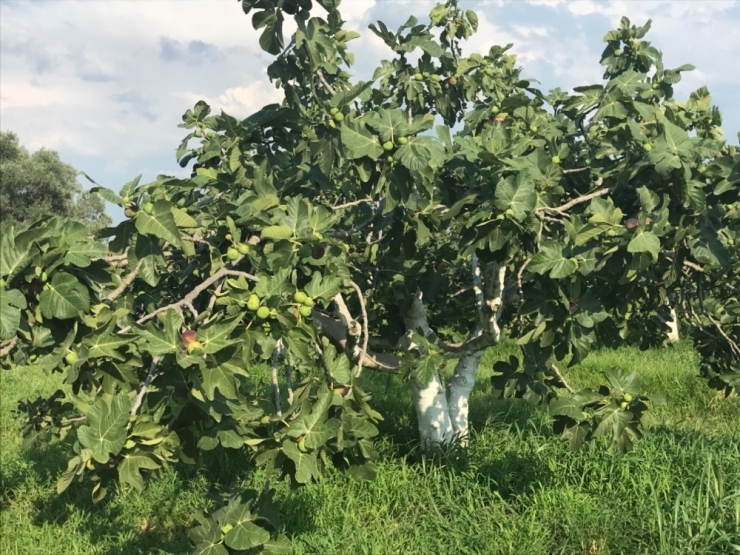 Lezzet Deposu Şifalı Taze Siyah İncirin İhracat Yolculuğu Başladı