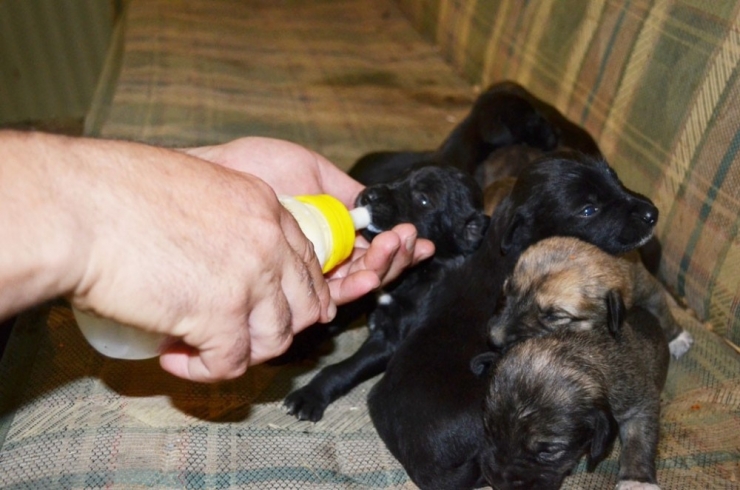 Anneleri Ölen Yavru Köpeklere Belediye İşçisi Sahip Çıktı
