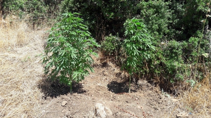 Kilis’te Kenevir Operasyonu