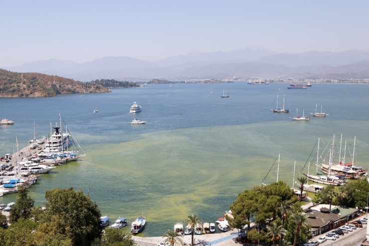 Başkan Gürün; "Körfezdeki Rengin Tarımsal İlaçlardan Olduğu Tespit Edildi"