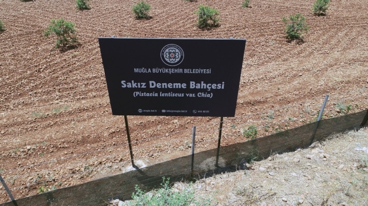 Büyükşehir’den Üreticilere Alternatif Ürün ‘Sakız Ağacı’