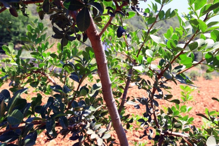 Büyükşehir’den Üreticilere Alternatif Ürün ‘Sakız Ağacı’