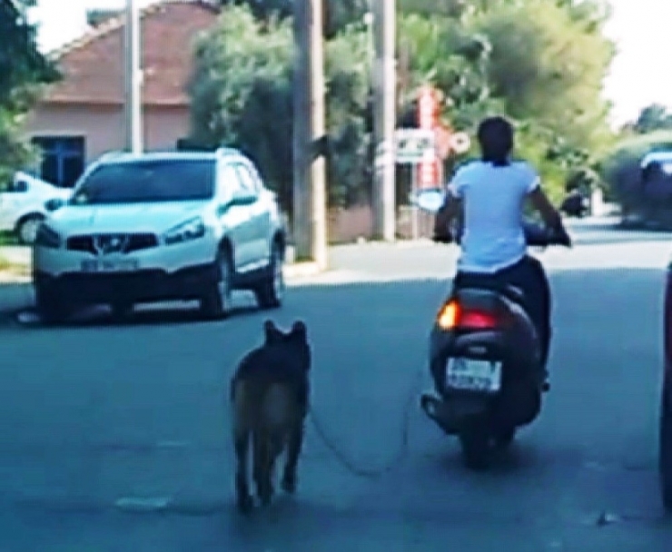 Köpeğini Motosiklete Bağlayan Kadına Tepki