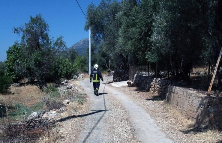 Su Havuzuna Düşen Yavru Domuzu İtfaiye Kurtardı