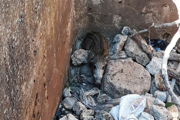 Su Havuzuna Düşen Yavru Domuzu İtfaiye Kurtardı