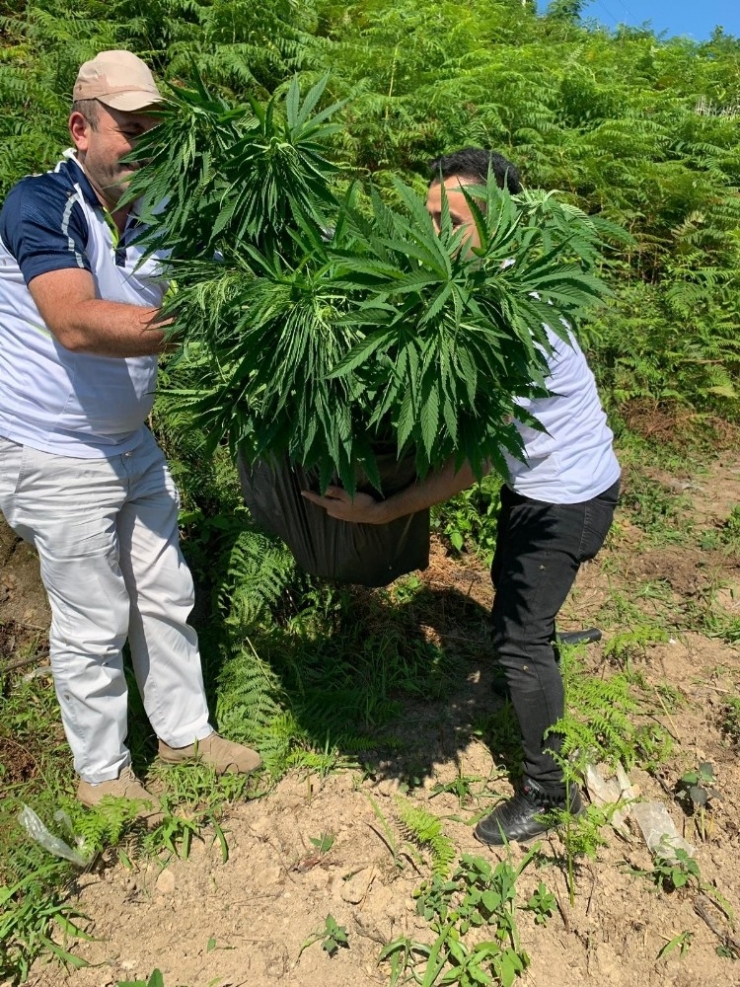 Çalılıklar Arasında Hint Keneviri Bulundu