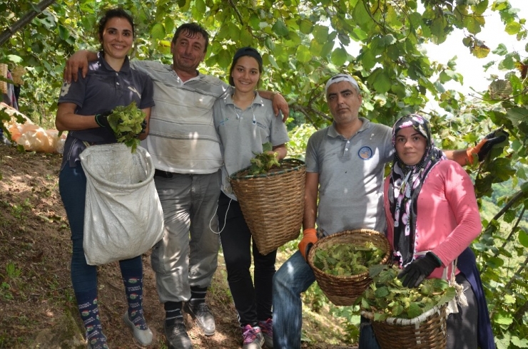 Ve İlk Fındık Hasadı Başladı