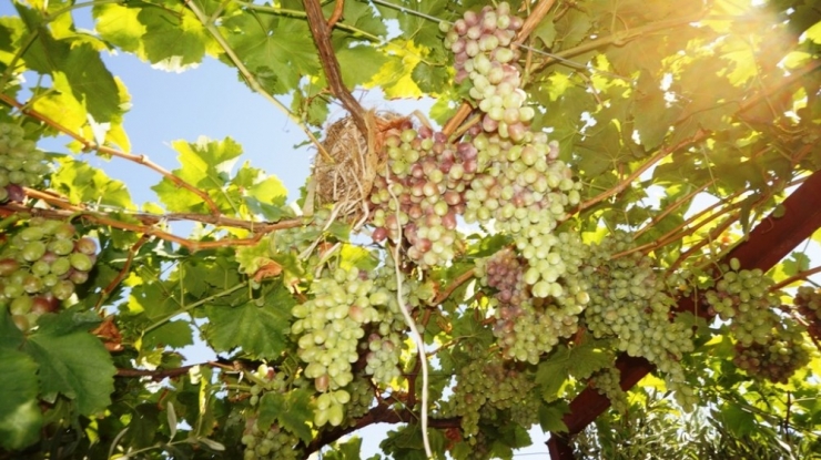 Sarıgöl Ovası’nda Üzüm Türleri Çoğaldı