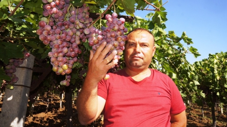 Sarıgöl Ovası’nda Üzüm Türleri Çoğaldı