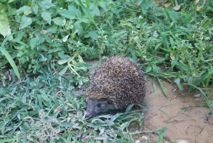 Köylüler Kirpiyi Kaçak Avcıların Elinden Kurtardı