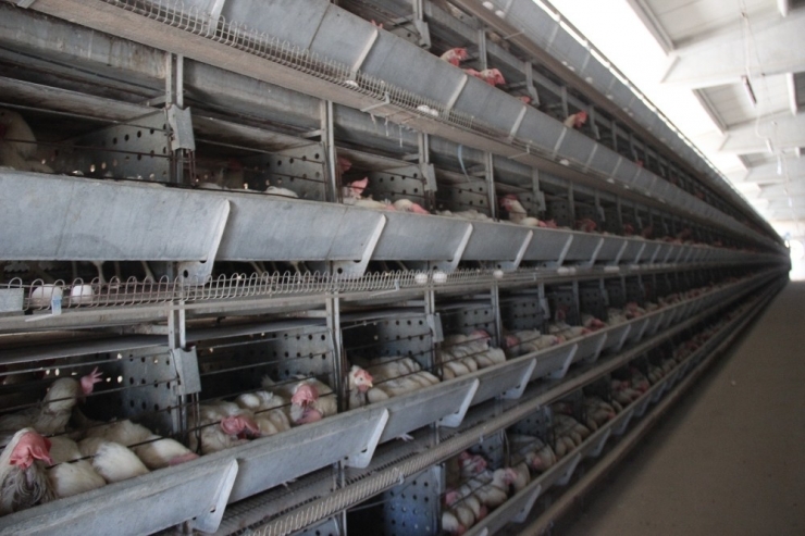 Yumurta Üreticileri Çözüm Bekliyor