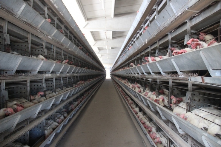 Yumurta Üreticileri Çözüm Bekliyor